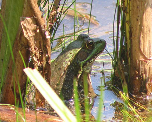 Green frog